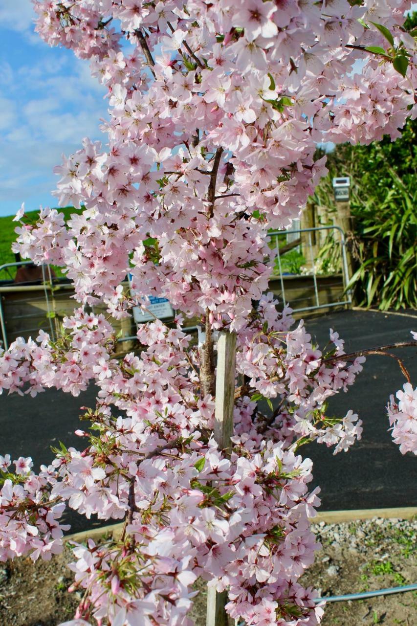 Arohanui Rural Retreat B&B Tauranga Extérieur photo